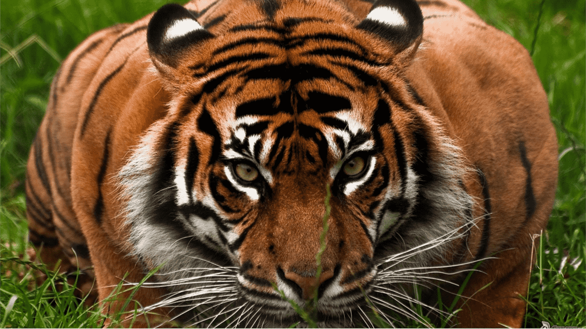 imagen tigre ejemplo